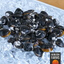 天然 冷凍 大和 しじみ 貝 無添加 大粒 殻付き 砂抜き 処理済み 宍道湖産 500g 国産 島根県産 高品質 お取り寄せ サスティナブル シーフード 加熱用 シジミ 保存料不使用 下処理不要 簡単 化学物質不使用