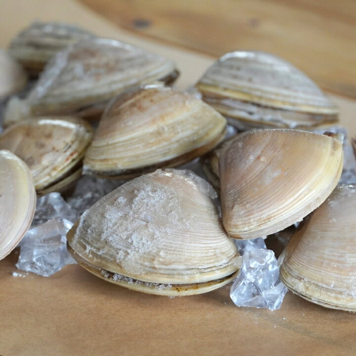 楽天市場 天然 はまぐり 殻付き 貝 ニュージーランド産 500g 冷凍 加熱用 新鮮 ハマグリ 蛤 砂抜き バーベキュー ひな祭り お食い初め 砂出し不要 Horizon Farms