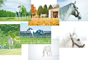 yAzS[hVbv|XgJ[h7gN[ver.1т݂̕AC̍rSh͂݁HSV̖͂Ղȃ|XgJ[hZbgstudio leavs