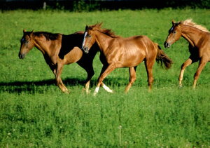 qEn|XgJ[hy tNO1@No.56 z