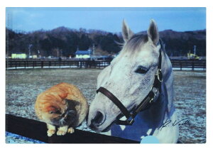 qNAt@CyIOLbvǂ悤CzTCijIOLbvƔLETubh[։EbsȌꍇ͑zւɂȂ܂