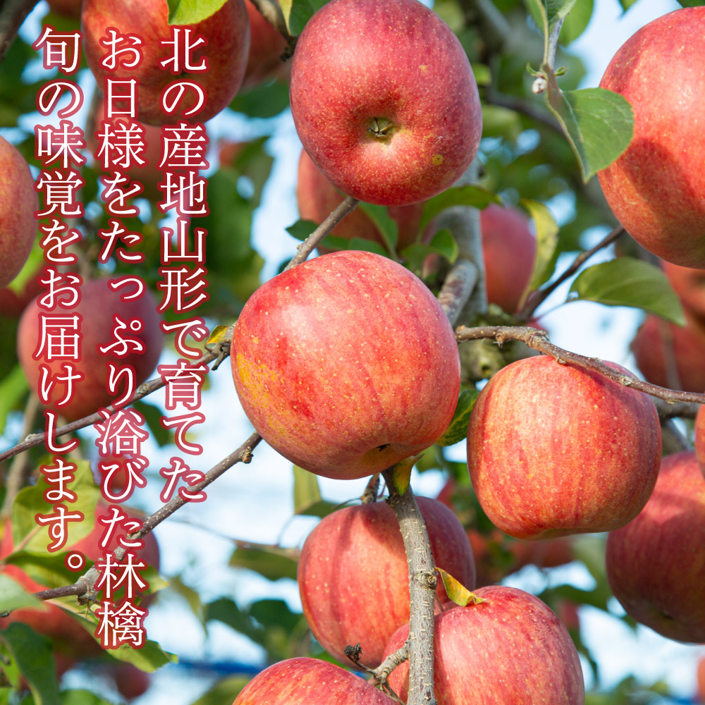 りんご 訳あり ミックス 約10キロ 山形県産 ご家庭用 品種おまかせ 林檎 リンゴ 10kg