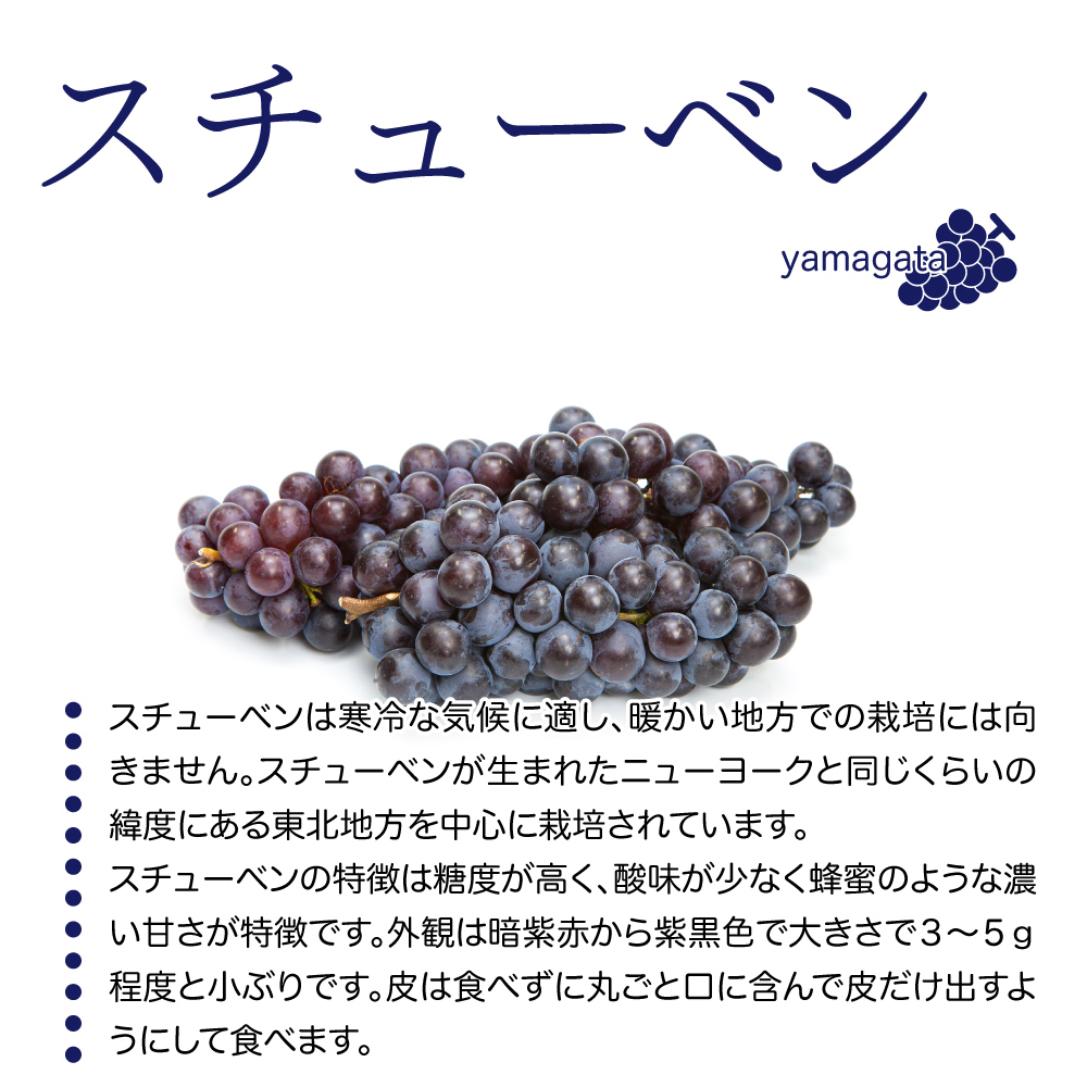 山形県産 ぶどう スチューベン ２kg 秀品 山形の葡萄 ブドウ 葡萄 送料無料 フルーツ・果物