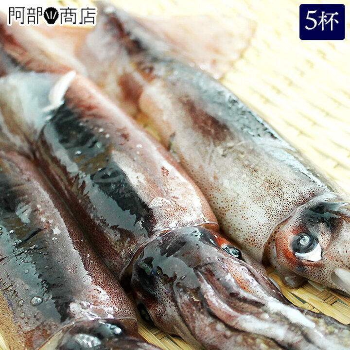 楽天市場 刺身用生いか5杯 津軽海峡産 いか 刺身 イカ刺し 通販 青森 いか 通販 生イカ 発送 スルメイカ 真イカ 販売 スルメイカ 真 イカ 発送 スルメイカ 真イカ 通販 活ホタテと海産ギフト 阿部商店