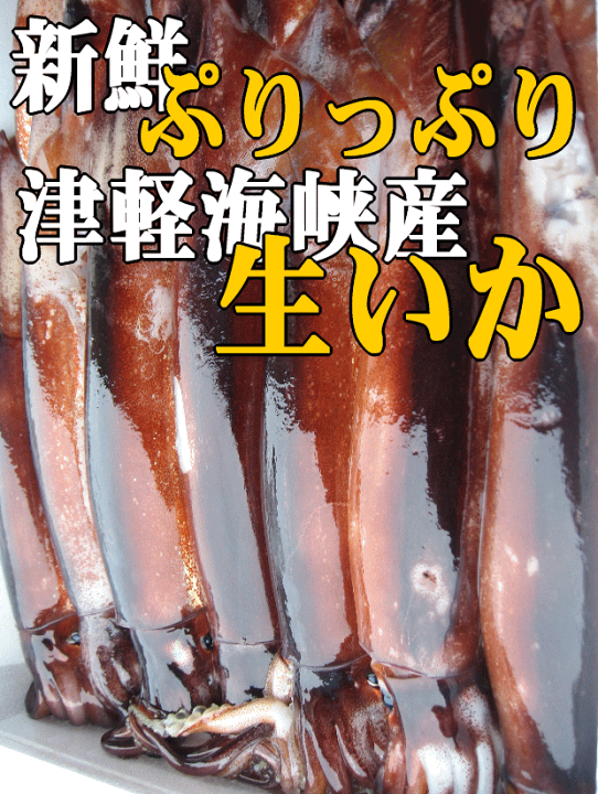 楽天市場 刺身用生いか5杯 津軽海峡産 いか 刺身 イカ刺し 通販 青森 いか 通販 生イカ 発送 スルメイカ 真イカ 販売 スルメイカ 真イカ 発送 スルメイカ 真イカ 通販 活ホタテと海産ギフト 阿部商店
