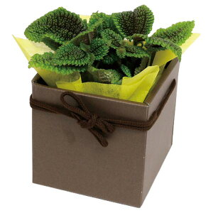 yK{zt[P[X F-389 XNGABOX 4 uE 115×115×140mm 1P[X100 ԗp