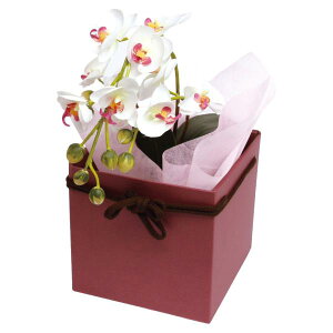 yK{zt[P[X F-394 XNGABOX 5 Cbh 167×167×168mm 1P[X100 ԗp