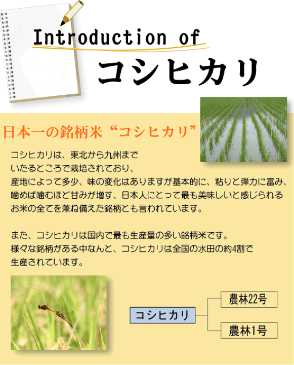 近江米コシヒカリ　20㎏ 楽天市場】令和6年産 近江米無洗米 滋賀県産コシヒカリ20kg(5kg