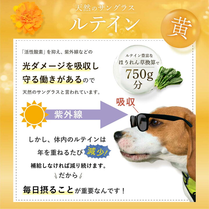 楽天市場】【公式】 amure-アミュレ- 犬用 サプリメント 犬 栄養 