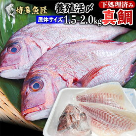 鯛 刺身 フィレ 3枚卸約750～約1000g スキン(皮無)約525g～約700g 原体1.5kg～2kg 冷蔵 食べ物 ビールに合う 九州 鮮魚 養殖タイ 活〆 海産物 海鮮 おつまみ お取り寄せグルメ 九州 土産お食い初め 贈答用 父の日ギフト 父の日 プレゼント 実用的 70代 80代 実用 お中元