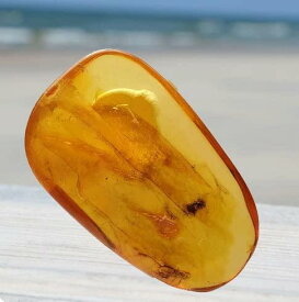 SCIENCE Baltic Amber「虫入り琥珀（Insects in Amber）約7-12mm バルト海 アンバー(樹脂の化石) 産地：Balttic Sea」オリジナル標本ケース入り
