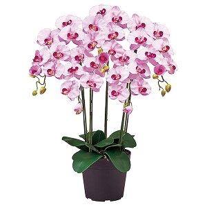 �@�l�l���� �A�[�e�B�t�B�V�����t�����[ �s���A�I�[�L�b�h 5�{�� �v�����^�C�v �^ ���x���_�[ ZV6100-50 ������