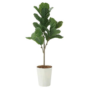 @ll A[gNGCV ItBXƋ tFCNO[ lHϗtA JVoS1.25i|j2427A240