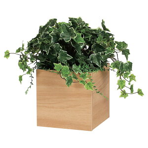 @ll xN ItBXƋ tFCNO[ O[|bh |bg GR4255