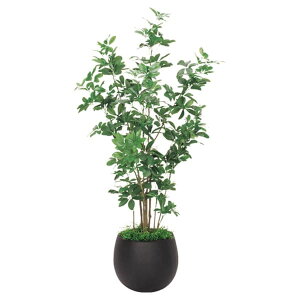 @ll xN ItBXƋ tFCNO[ lHϗtA {bNXv^[ VFt H1800 GR5007