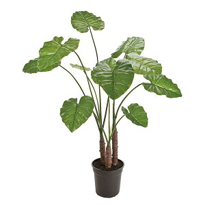 @ll  ItBXƋ tFCNO[ lHϗtA NYC