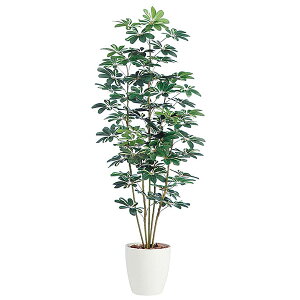 @ll  ItBXƋ tFCNO[ lHϗtA VFt t