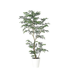 @ll  ItBXƋ tFCNO[ lHϗtA glR FST t