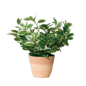 @ll Ov ItBXƋ tFCNO[ O[|bh G-MLL ~j[tL