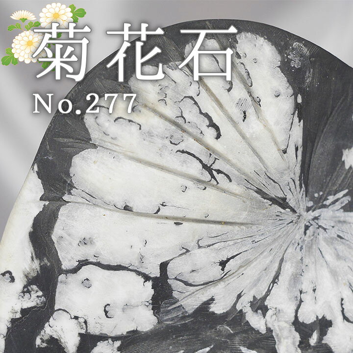 楽天市場】パワーストーン 菊花石 天然石 玄関 置物 飾り おしゃれ 金 