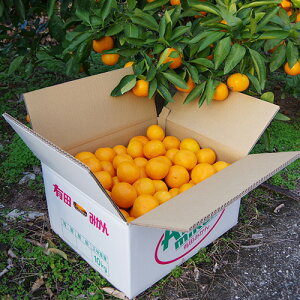 Lc݂ ƒp10kgyzikCEnւ̂͂̓vX600~j