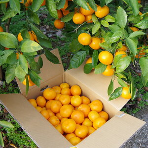 �L�c�݂���@���ƒ�p�@5kg�y�������z�i�k�C���E����n���ւ̂��͂��̓v���X600�~�j