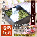 苔 インテリア 「苔日和」 苔庭 苔玉 栽培セット 栽培キット かわいい 観賞セット スナゴケ ガーデニング 観葉植物 苔盆栽 父の日 母の日 誕生日 ギフト ...