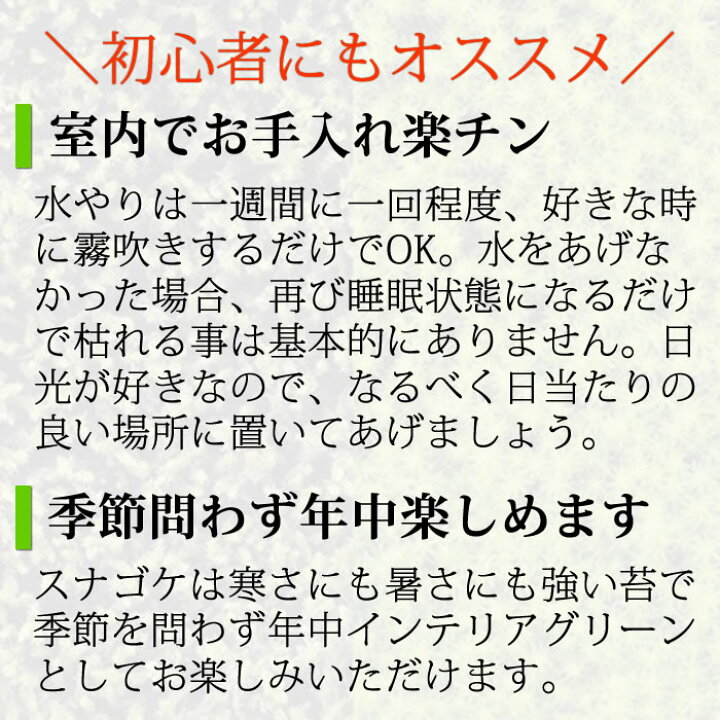 楽天市場 苔 インテリア 苔日和 苔庭 苔玉 栽培セット 栽培キット かわいい 観賞セット スナゴケ ガーデニング 観葉植物 苔盆栽 父の日 母の日 誕生日 ギフト 敬老の日 プレゼント 癒し 工房 百の手
