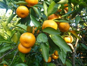 IBn̉uL@Lc݂5kgvÖƎ_aw݂̖̉xGߏi