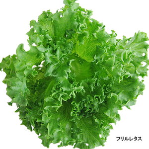 富山の水で育った無農薬新鮮野菜「レタス3種類（6個入）」(クール冷蔵便)
