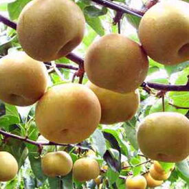 【令和7年度予約受付】藤岡農園：きららか梨「きららか幸水10～16個入(約4.8kg)　K-50」クール冷蔵便　※季節商品※