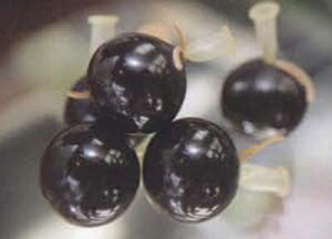 �ʓ����u�ʗr� 15�����܁v �d��R���ɗ���グ�����������A�̂Ȃ���̈���r�