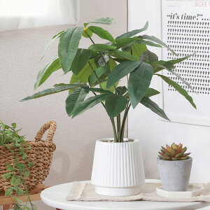 tFCNO[ pL Z~bN|bg K[fjO|pi ϗtA  AWϗt   킢 v[g ؍CeA