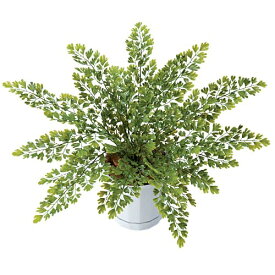 楽天市場 U 76 種類 植物 アジアンタム の通販 楽天市場 U 76 種類 植物 アジアンタム の通販