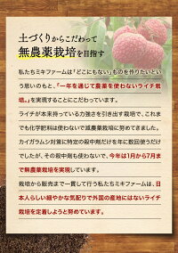 ライチ化粧箱1キロ(大玉)