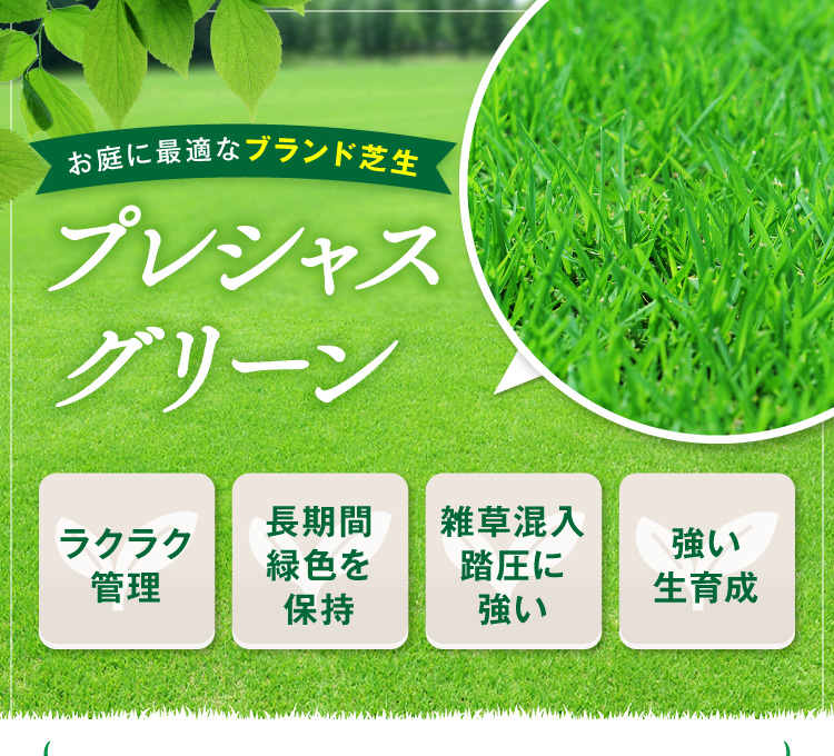 芝生　天然芝　芝　プレシャスグリーン改良高麗芝　8平米
