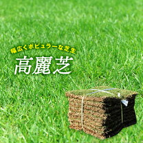 楽天市場】高麗芝 tm9の通販