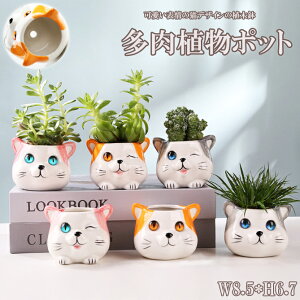 yvase527zAؔ v^[ |bgLfUC T{e ԕr CeAu |pi V