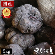 令和8年度秋収穫 早掘り 国産こんにゃく芋 5キロ 業務用にも使える みやままさり こんにゃく芋です 仕入…