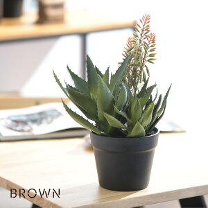 yyjz Brown. uE AG sN |bg 992480 ϗtA tFCNO[ CeAO[  ~j  A   {^jJ O[fBXvC r