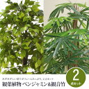 観葉植物 2点セット フェイクグリーン ベンジャミン&観音竹 光触媒加工 空気清浄効果 下草付き 幹は天然木使用 観葉植物 インテリア 観葉植物 大型 観葉植物...