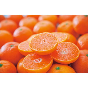 N Nn   Q FaY B݂ 3kg Z Â _  ₷ ʕ t[c 蕨 NMtg ~̑蕨 ӂ̑蕨 O HiMtg  