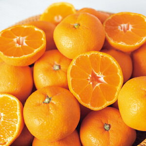 ݂ a̎RY Lc݂ 3kg  ʕ Mtg t[c Lcs 2LM  蕨 NMtg ~̑蕨 ӂ̑蕨 O HiMtg    4000~ (SS