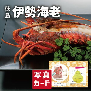 y10%OFF_X[p[Z[^z oYj Mtg  ጎ VR Ⓚ ɐCV ʐ^  J[h oY j  Ԃ O Y CN Hו lC O (SK)y j 