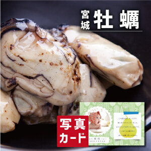 oYj Mtg { y Zbg oY j  Ԃ O CN Hו lC (SK)y O  ސE a 蕨 j  YO  1 5000~ ܐ~