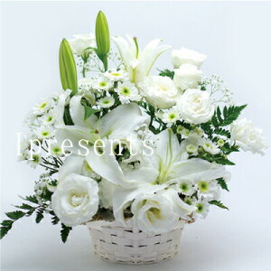 t[Mtg j 蕨   AWg JSt P Ď   ސE LO j މ@j v[g e jԂ a  gift (HM) MtgZbg 