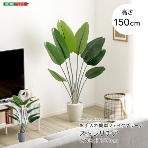 tFCNO[ lHϗtA ϗtA t Xg`A MTCY 150cm  A O[ ȒP k A i` IV  傫 tFCN rO Q