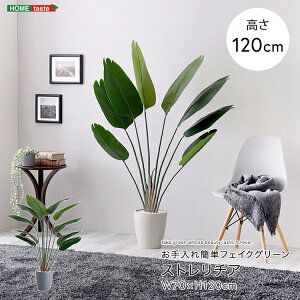 tFCNO[ lHϗtA ϗtA t Xg`A STCY 120cm  A O[ ȒP k A i` IV   tFCN rO Q