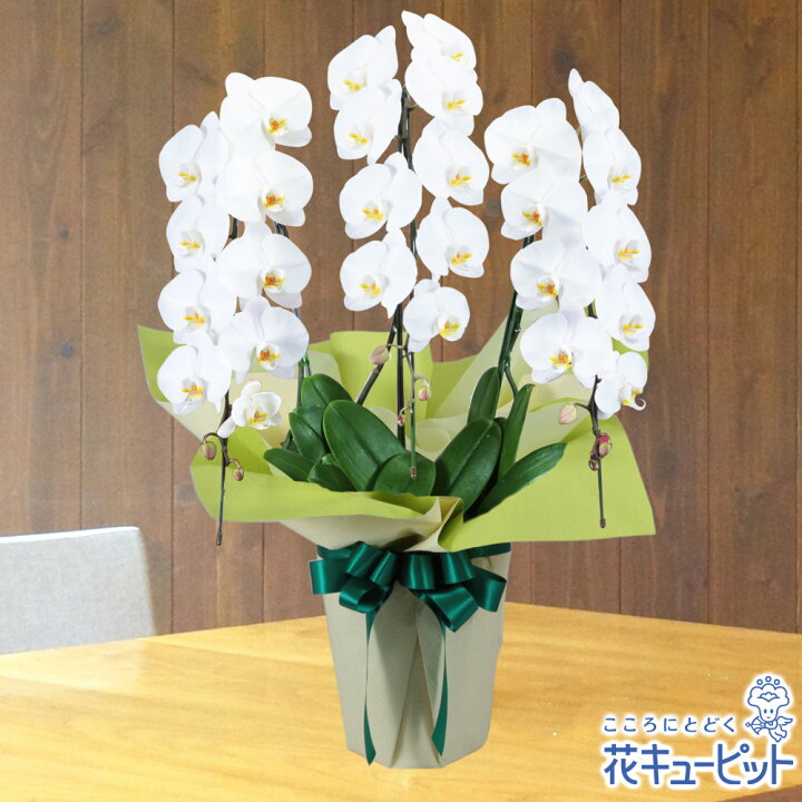 楽天市場 花鉢 お供え胡蝶蘭 供花 仏花 法事 仏事 お盆 命日 お彼岸 花キューピットのお供え胡蝶蘭 3本立 開花輪白27以上 Hd02 インターネット花キューピット