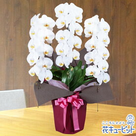 楽天市場 胡蝶蘭 ピンク 3万円の通販